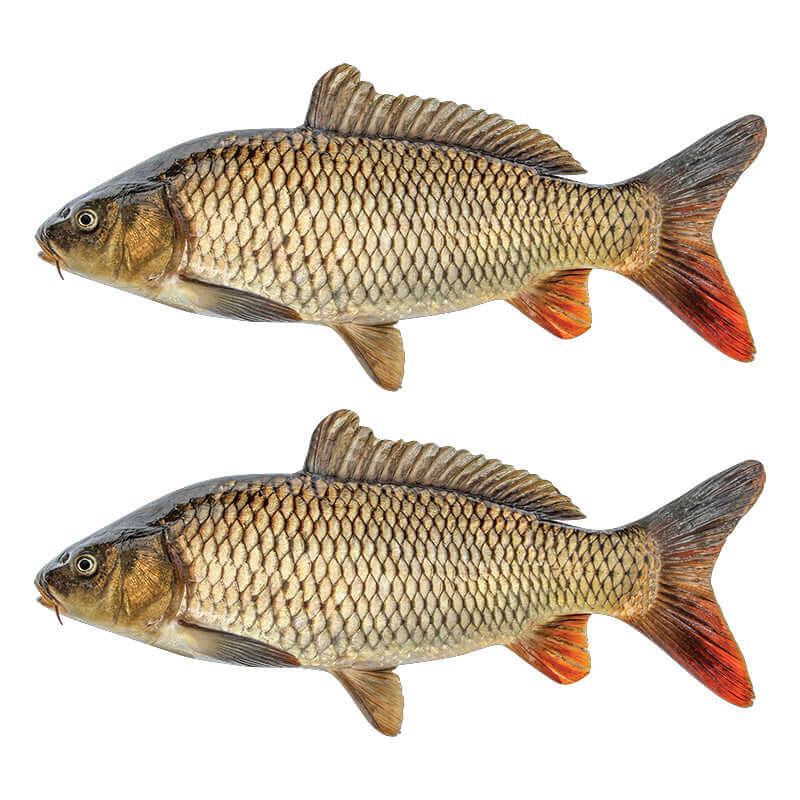 Two carp fish wall decals, removable and non-damaging, available in sizes 40"-70". Perfect fish wall stickers for bedroom or any room.