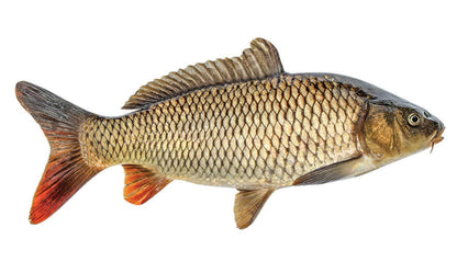 Carp fish wall decal with detailed scales and fins.