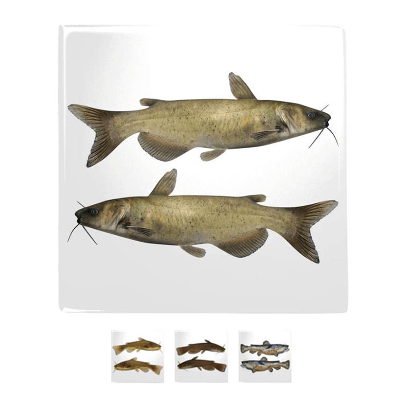 Two detailed catfish metal magnets on a white background, part of a 4-pack set. Perfect for adding personality to any magnetic surface.