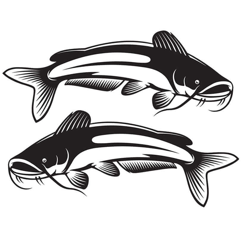 Customizable catfish wall decals in matte black, perfect for fish enthusiasts. Available in sizes 40"-70" with text options.