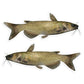 Channel Catfish 8 inch stickers left and right facing.