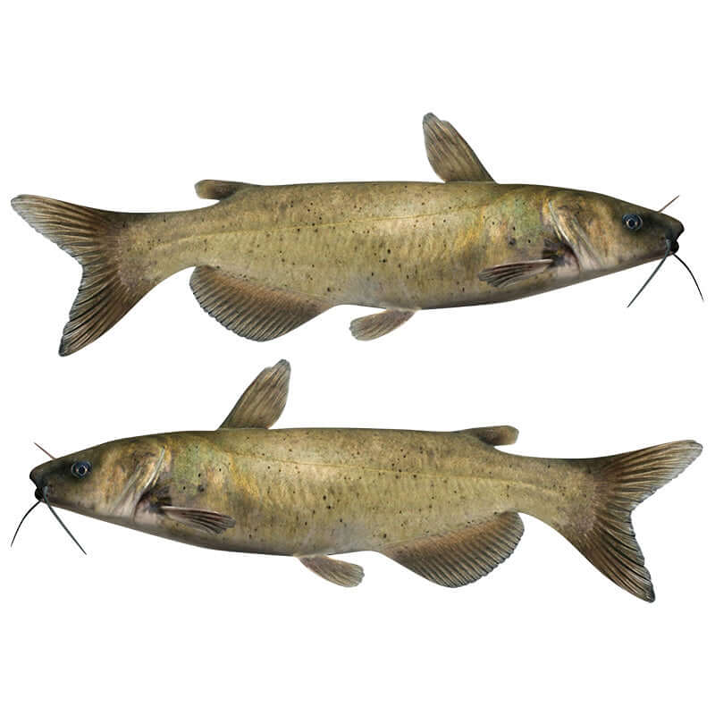 Channel Catfish wall decals, left and right facing options, ideal fishing wall stickers for enthusiasts