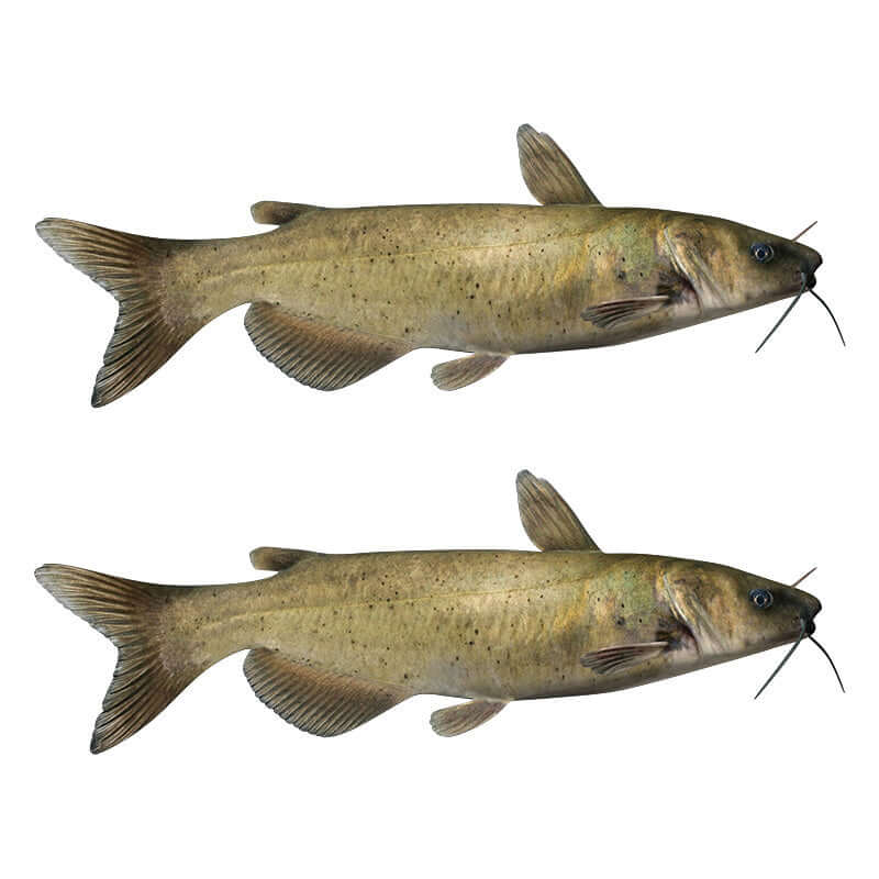 Two Channel Catfish wall decals in left and right facing orientations, perfect for fish wall decals and fishing enthusiasts.