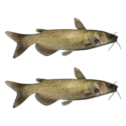 Two Channel Catfish wall decals in left and right facing orientations, perfect for fish wall decals and fishing enthusiasts.