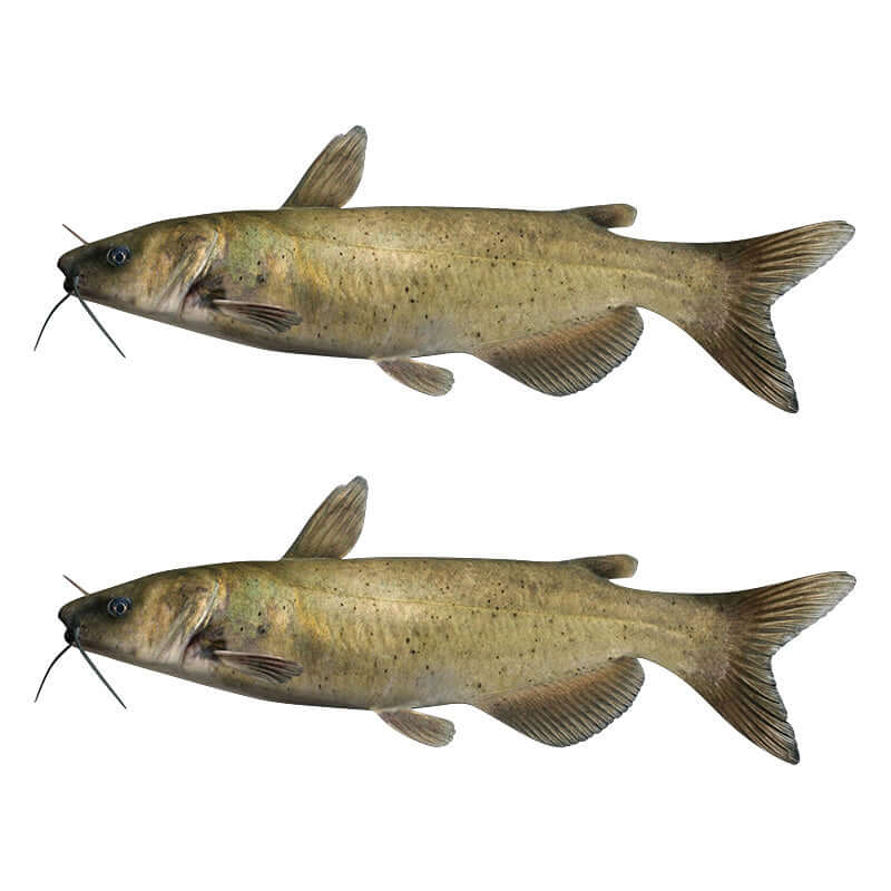 Channel Catfish Wall Decals