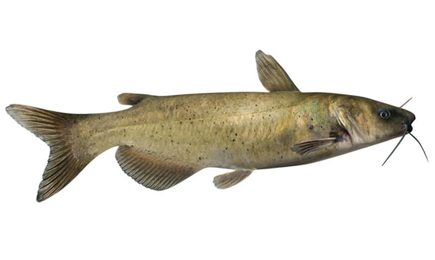 Channel catfish wall decal - customizable fish wall stickers for bedroom and living area