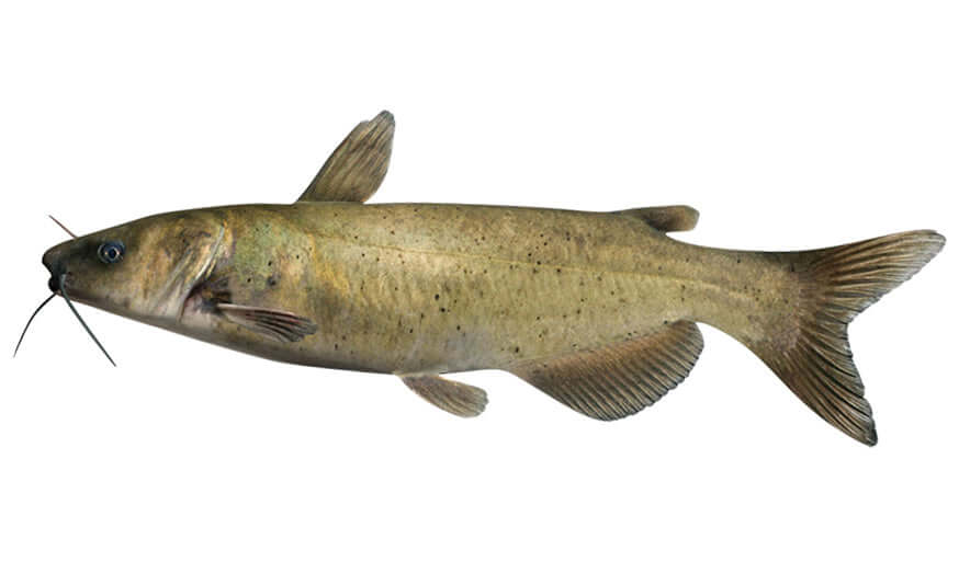 Channel Catfish Wall Decals