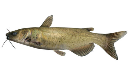 Channel catfish wall decal for fish enthusiasts - 40" to 70" customizable fish wall decals.