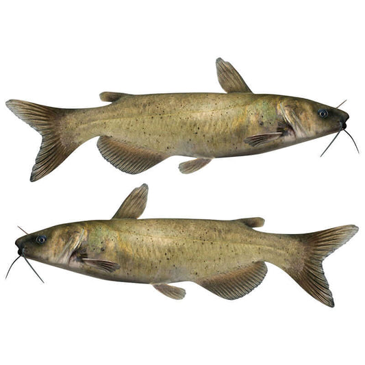 Channel Catfish large decals left and right facing.