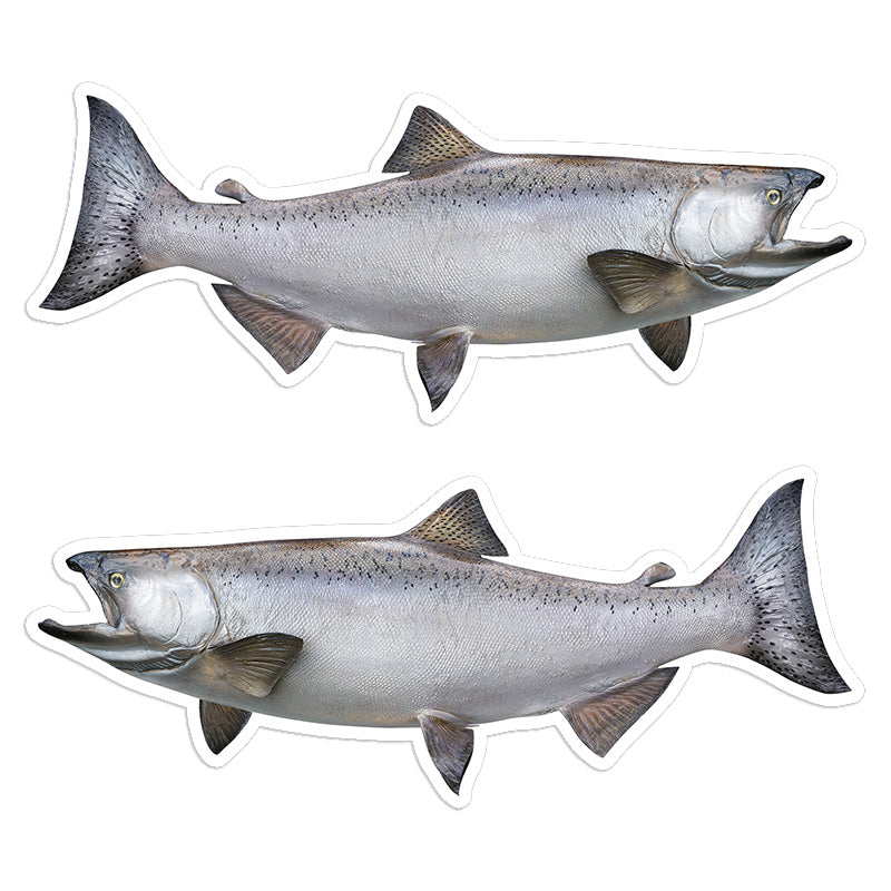 Chinook Salmon 8 inch stickers left and right facing.