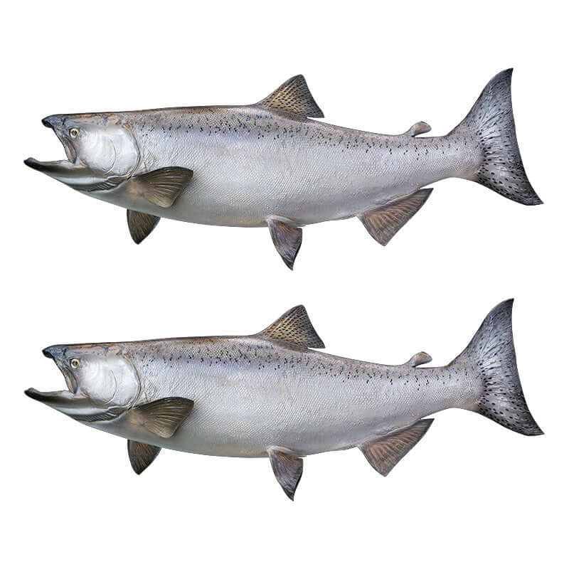 Chinook Salmon Wall Decals