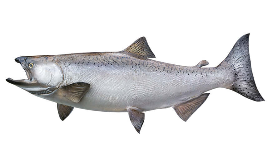 Chinook Salmon Wall Decals