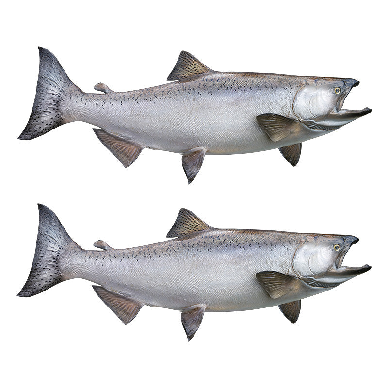 Chinook Salmon Decals | 16"-60"