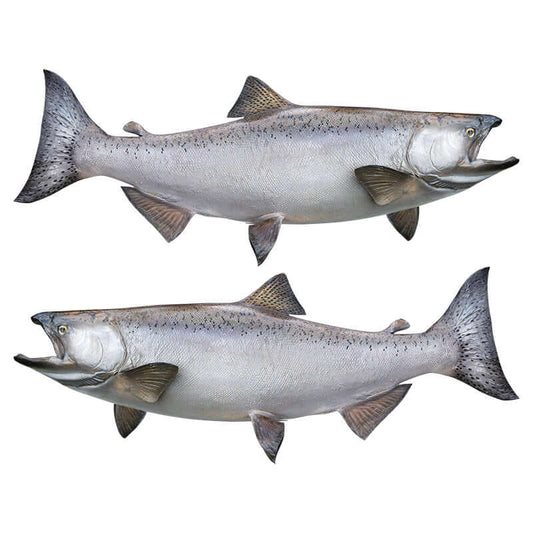 Chinook Salmon large decals left and right facing.