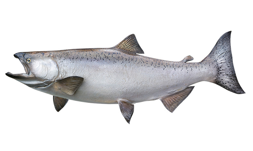 Chinook Salmon Decals | 16"-60"