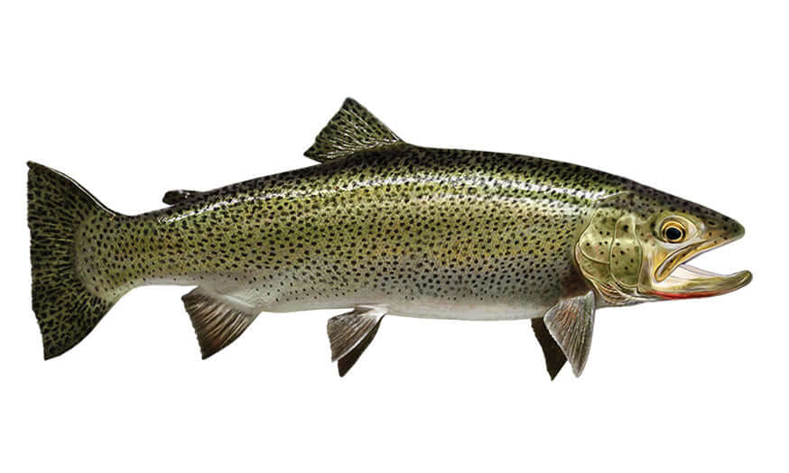 Coastal Cutthroat Trout Decals