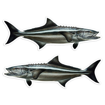 Cobia 8 inch stickers left and right facing.