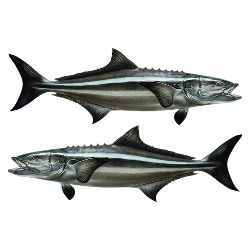 Two Cobia fish wall decals, fully customizable, from 40"-70", perfect for fish wall stickers enthusiasts.