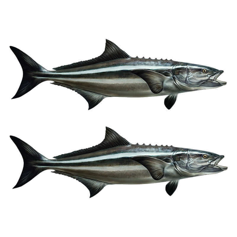 Customizable Cobia fish wall decals, 40"-70", left or right facing. Perfect large fish wall decor for enthusiasts! Add up to 10 lines of text.