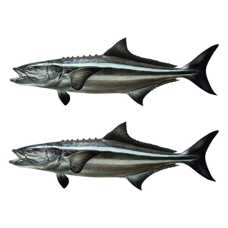 Cobia fish wall decals, fully customizable 40"-70", perfect for fish lovers. Add text and choose placement. Large fish wall decor.