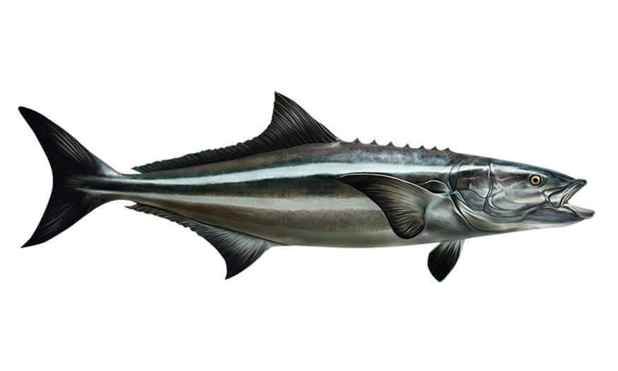 Cobia fish wall decals with custom size and text options, perfect fishing wall stickers for enthusiasts, from 40" to 70".