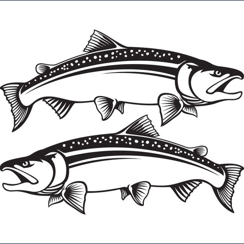 Coho Salmon decals for cars and boats, customizable from 14" to 70", perfect cool fish decals made with marine-grade vinyl.