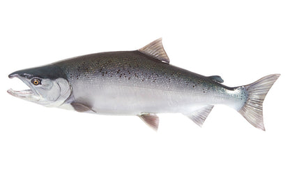 Coho Salmon Decals | 16"-60"