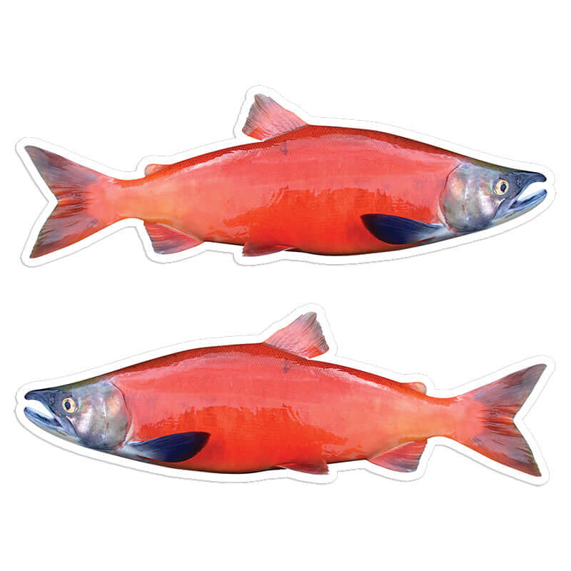 Coho Salmon - Stickers, Decals