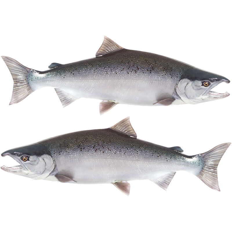 Two Coho Salmon fish wall decals displaying left and right facing designs.