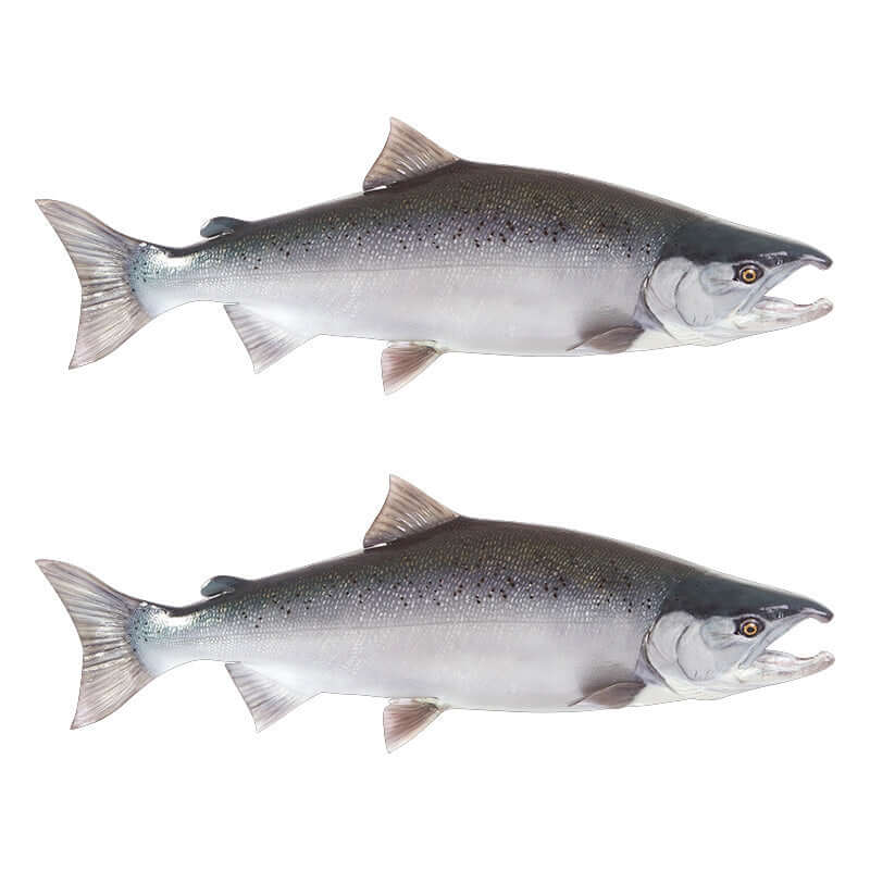 Coho Salmon wall decals with left and right facing designs, perfect fish wall stickers for bedroom decor.