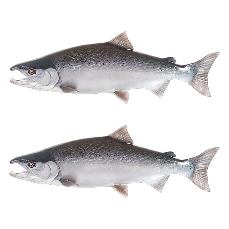 Coho salmon fish wall decals, removable and non-damaging, with left and right facing options.