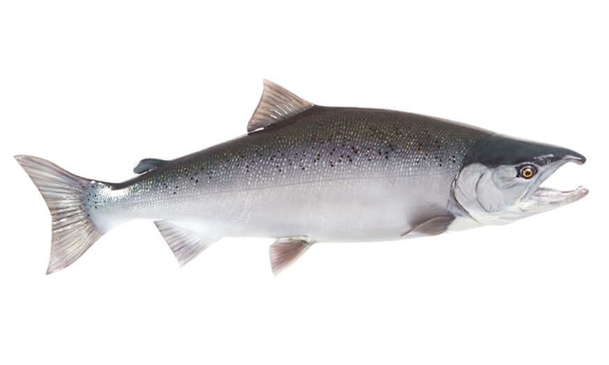 Coho salmon illustration for fish wall decals and stickers