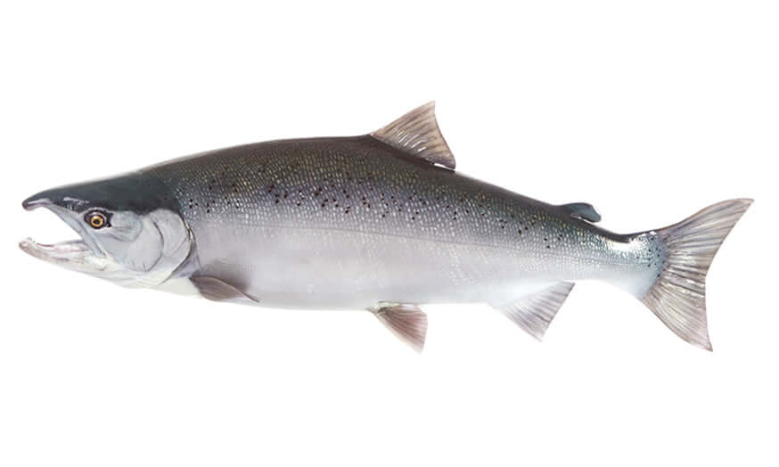 Coho salmon wall decal with white background, ideal for fish enthusiasts and customizable up to 70 inches in length.