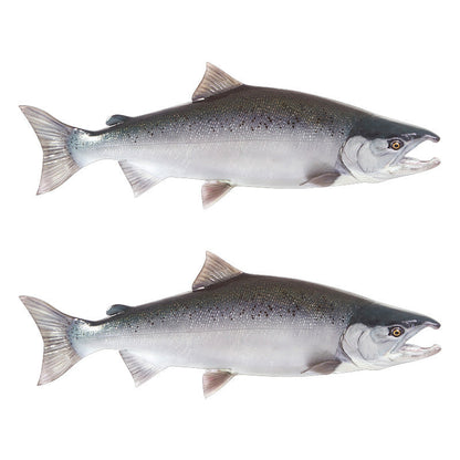 Coho Salmon Decals | 16"-60"
