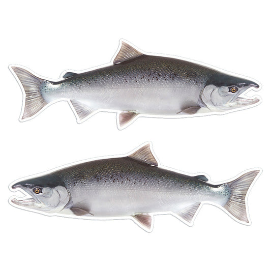Coho Salmon 14 inch stickers left and right facing.