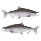 Coho Salmon 8 inch stickers left and right facing.