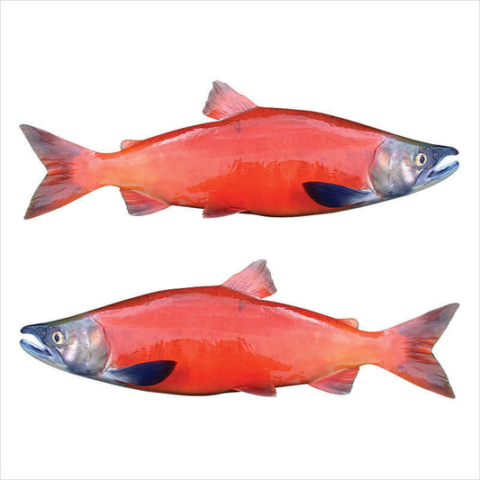 Customisable Coho Salmon fish wall decals in 40"-70", add text, perfect for large fish wall decor enthusiasts.