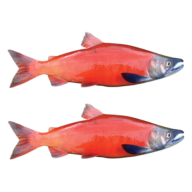 Coho Salmon fish wall decals, removable and non-damaging, customizable size.