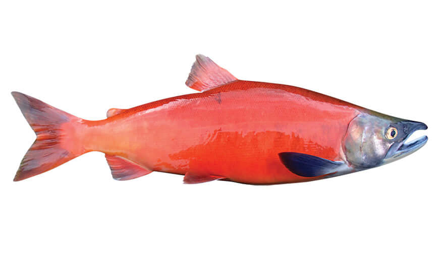 Coho Salmon fish wall decal design with vibrant red and orange colors.