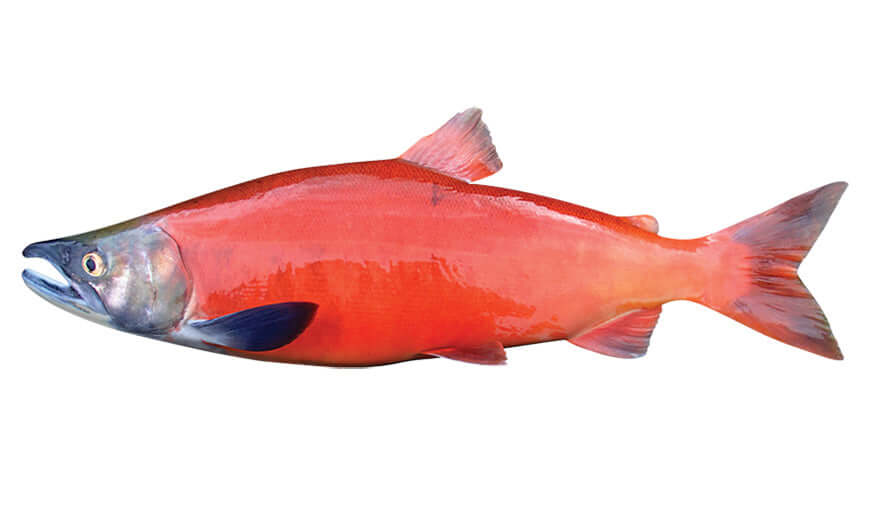 Coho Salmon fish wall decals for home decor