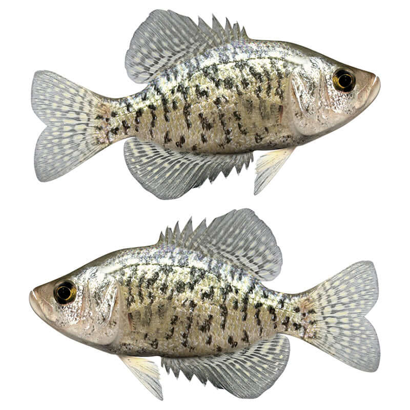 Crappie fish wall decals, fully customizable size and text options, left and right facing. Perfect large fish wall decor for enthusiasts.