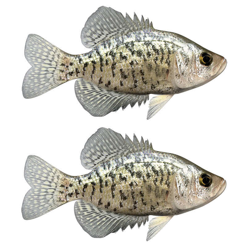 Crappie fish wall decals, customizable size and text options, 40"-70". Perfect for fishing enthusiasts. Large fish wall decor.