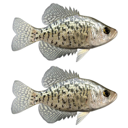 Crappie fish wall decals, customizable size and text options, 40"-70". Perfect for fishing enthusiasts. Large fish wall decor.