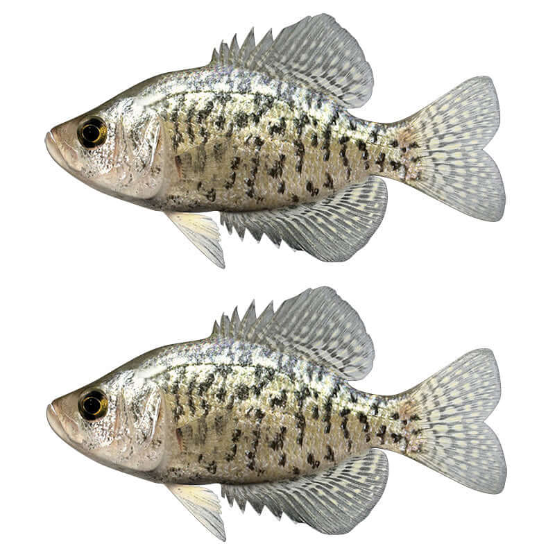 Crappie fish wall decals, fully customisable 40"-70", perfect for fishing enthusiasts. Large fish wall decor with text options.