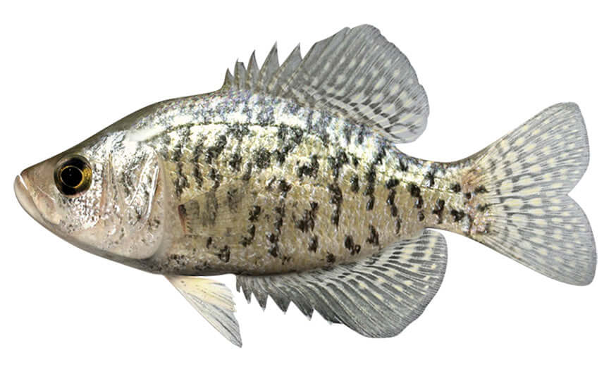 Crappie Wall Decals