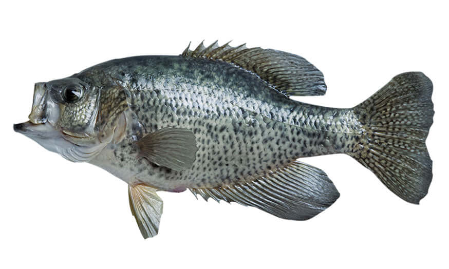 Crappie fish wall decals, fully customizable 40"-70", add text options for unique large fish wall decor.