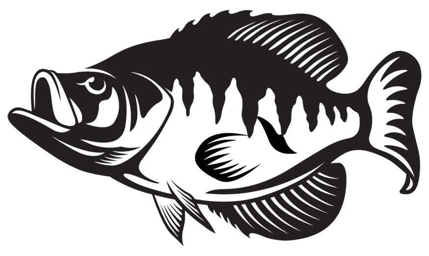 Crappie fish wall decal, fully customizable 40"-70". Perfect fishing wall stickers with size and text options.