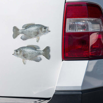 Two crappie fish stickers on the back of a white car.