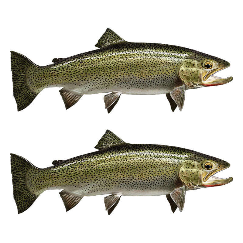 Coastal cutthroat trout fish wall decals facing opposite directions.