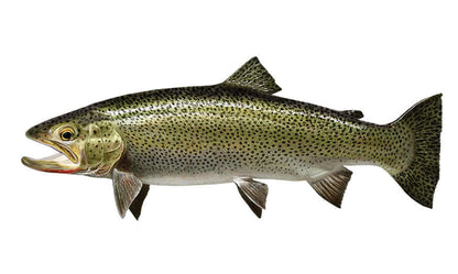 Detailed Coastal Cutthroat Trout fish wall decal in realistic colors